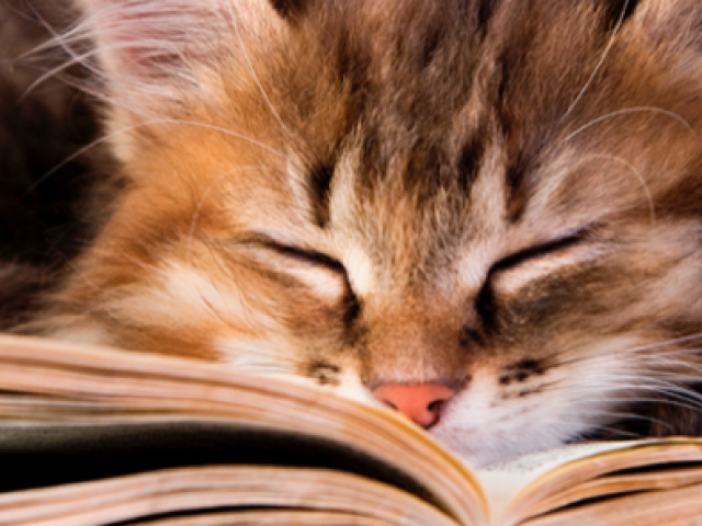 El gato que amaba a los libros