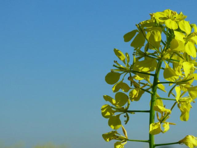 No-tanta-fe-si-us-plau