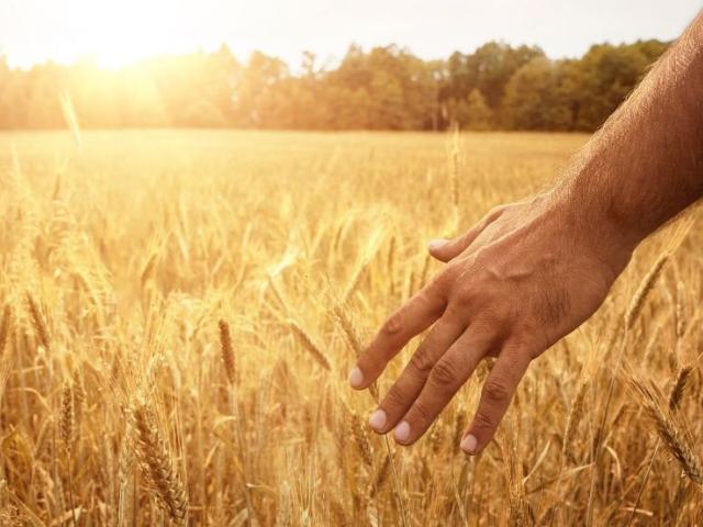Catequesi del Papa: “Les paràboles”