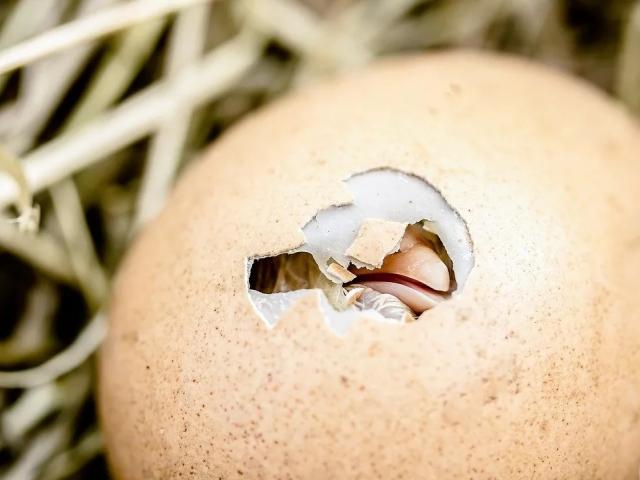 Avui, tornem a néixer