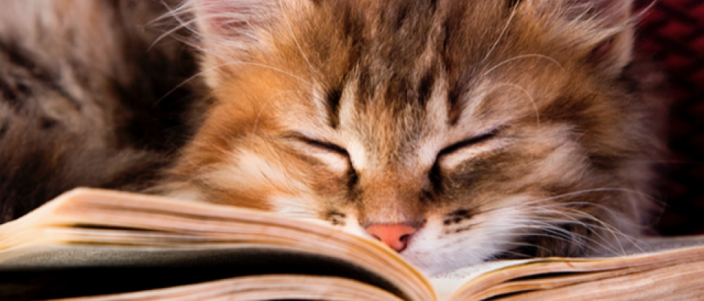 El gato que amaba a los libros