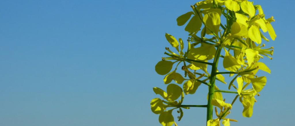 No-tanta-fe-si-us-plau