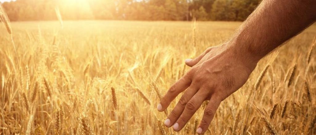 Catequesi del Papa: “Les paràboles”