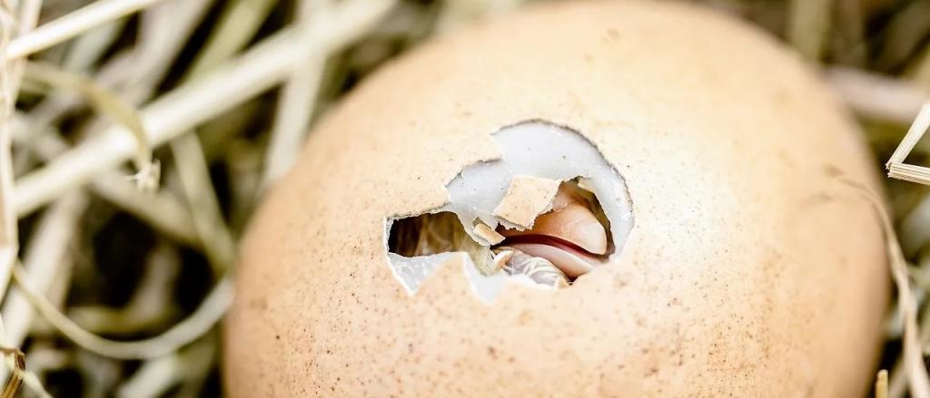 Avui, tornem a néixer